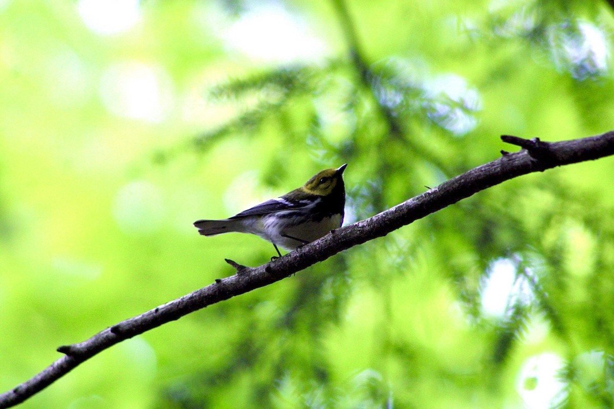 Black-throated Green Warbler - ML454174921