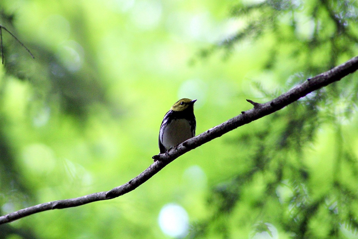 Black-throated Green Warbler - ML454174941