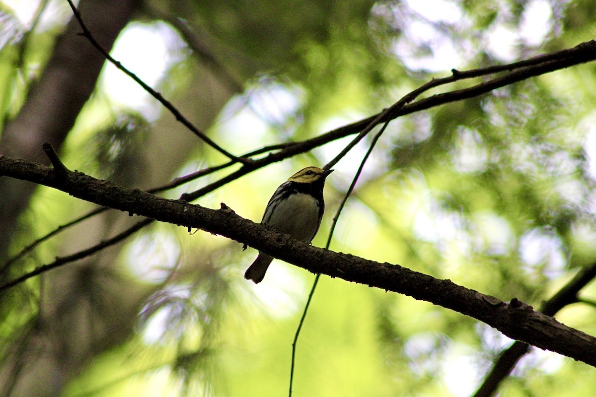 Black-throated Green Warbler - ML454174951