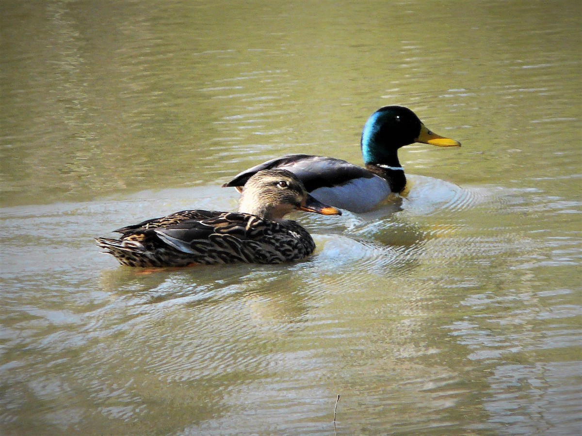 Mallard - Ed Leigh