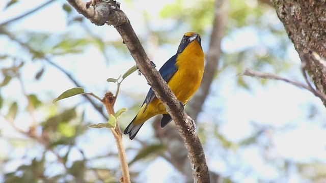 Violaceous Euphonia - ML454175631