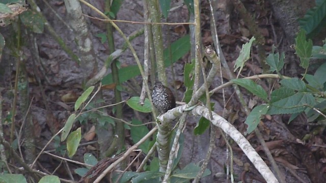 Sharp-tailed Streamcreeper - ML454176901