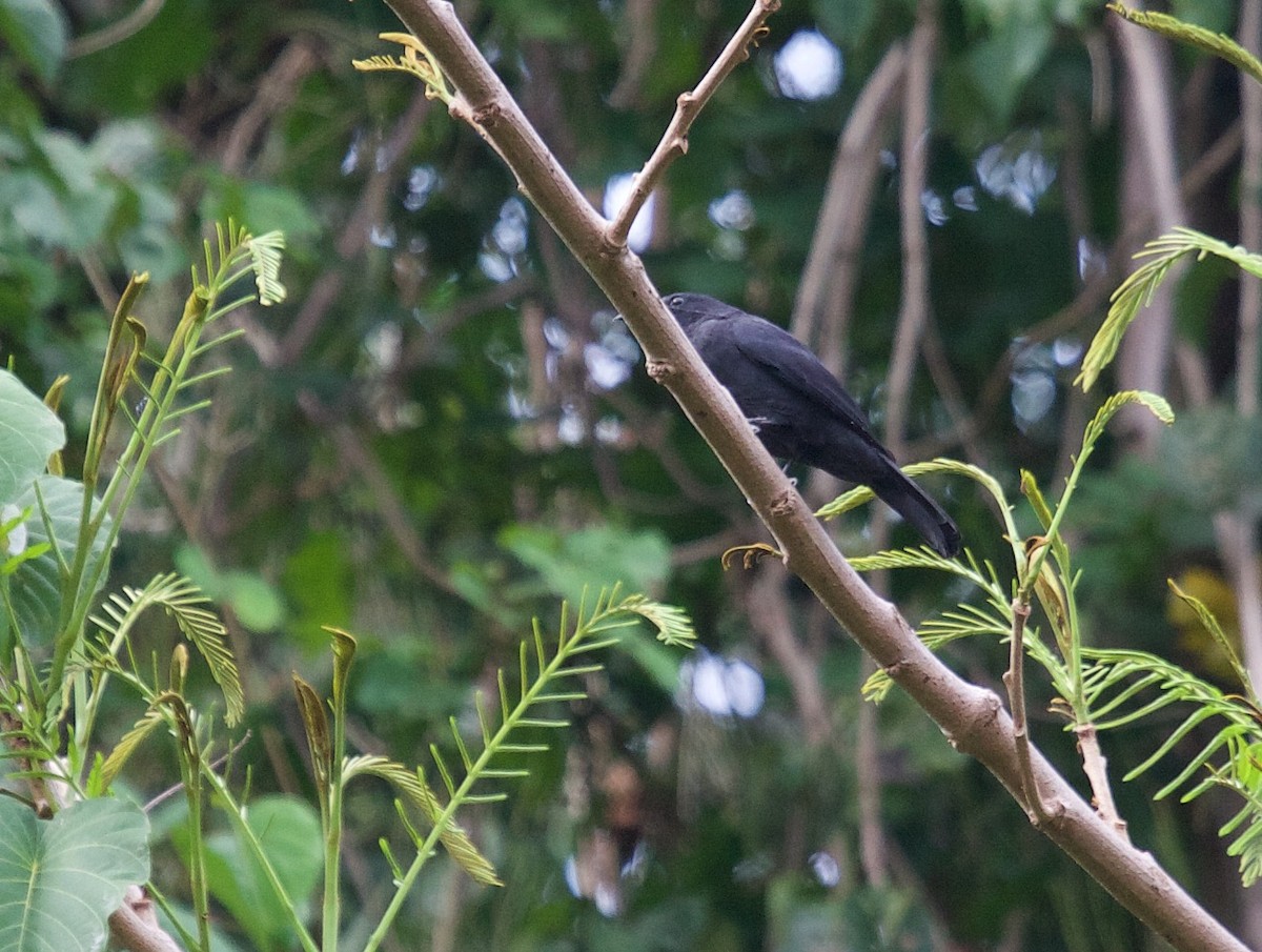 Blackish Cuckooshrike - ML45417911