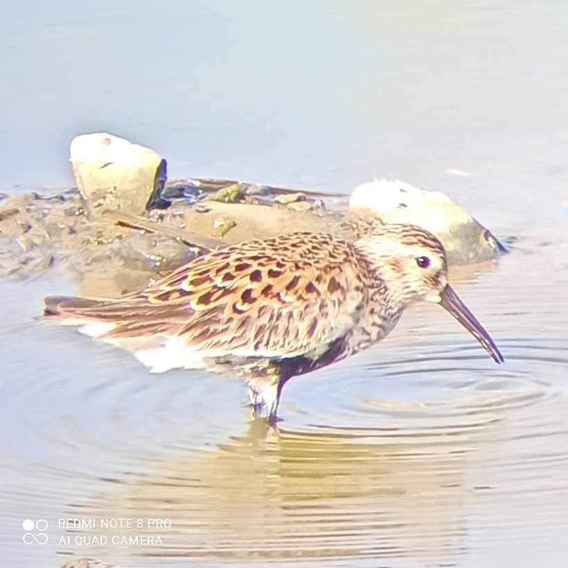 Dunlin - ML454179781