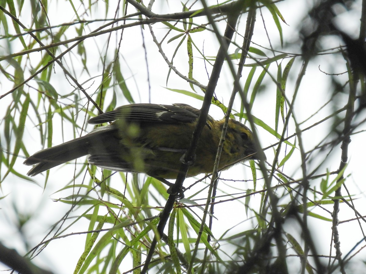 Cardinal à tête jaune - ML454181361