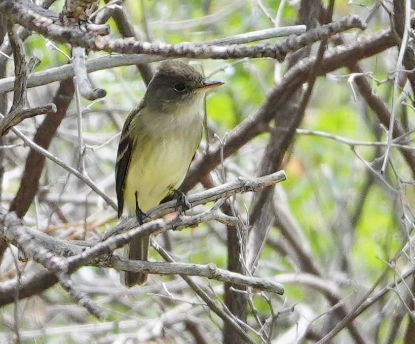 Willow Flycatcher - ML454181411