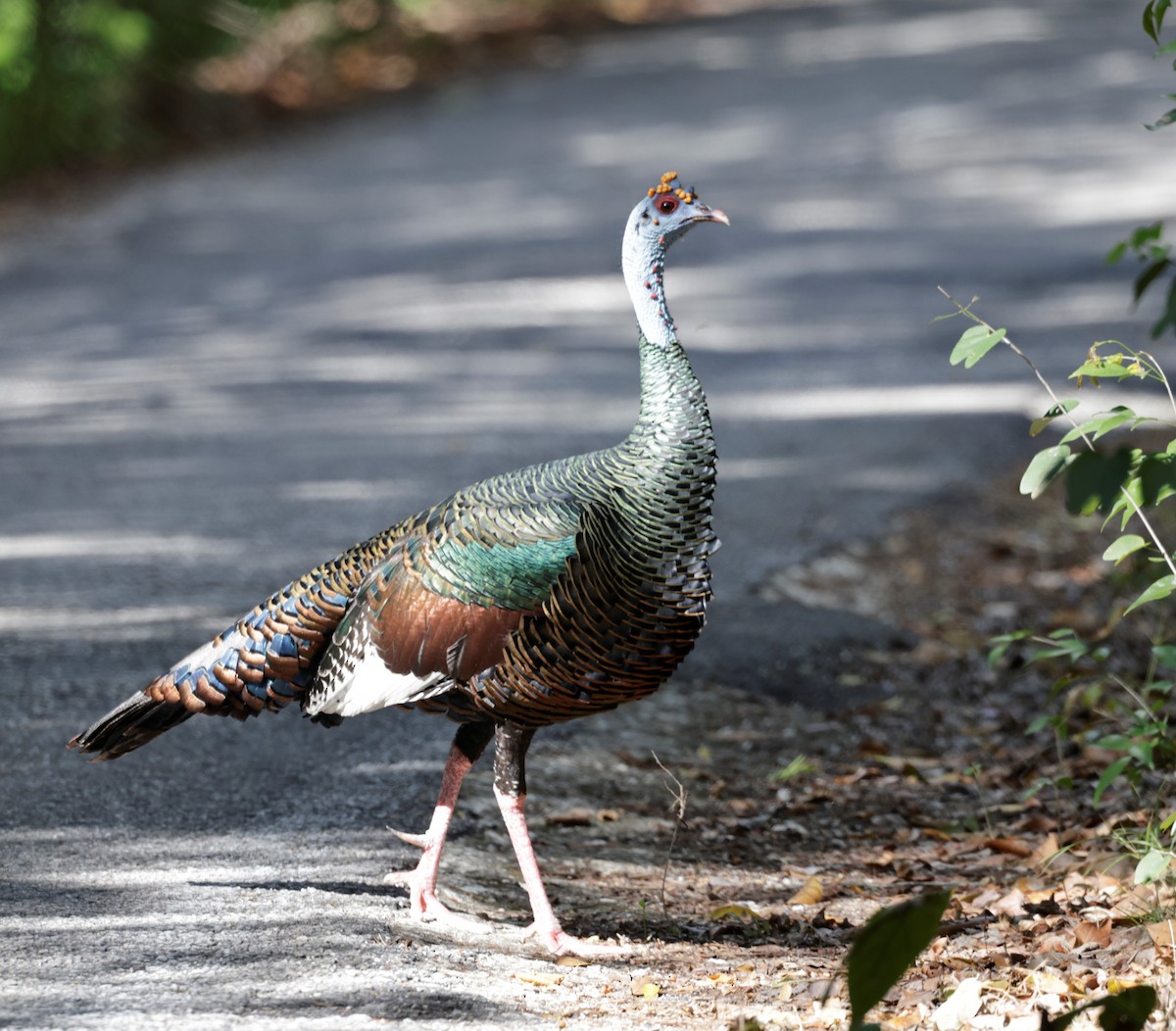 Ocellated Turkey - Jim Stasz