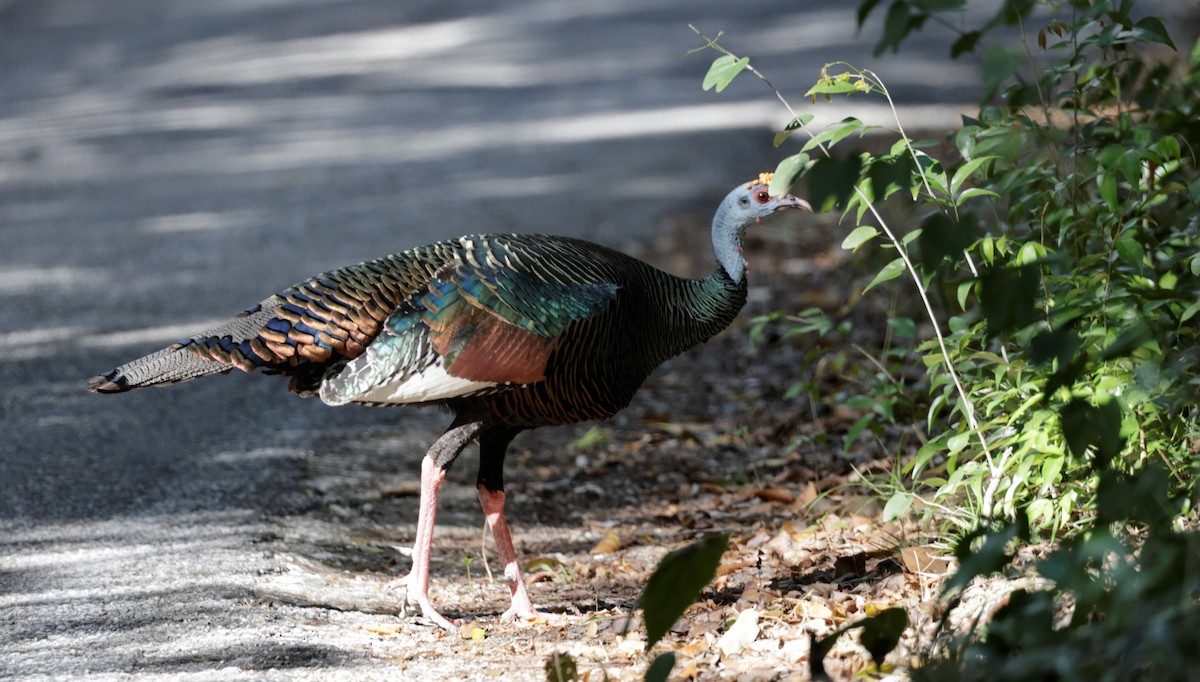 Ocellated Turkey - ML454181761