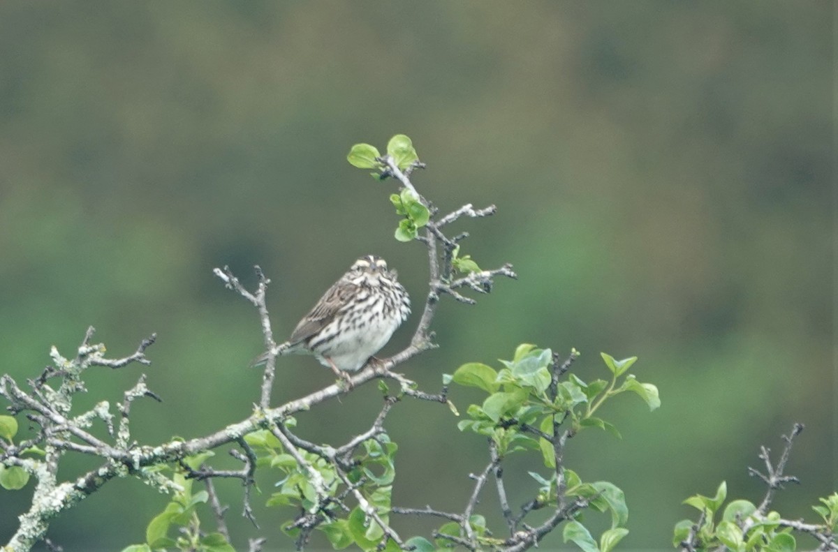 Savannah Sparrow - ML454182291