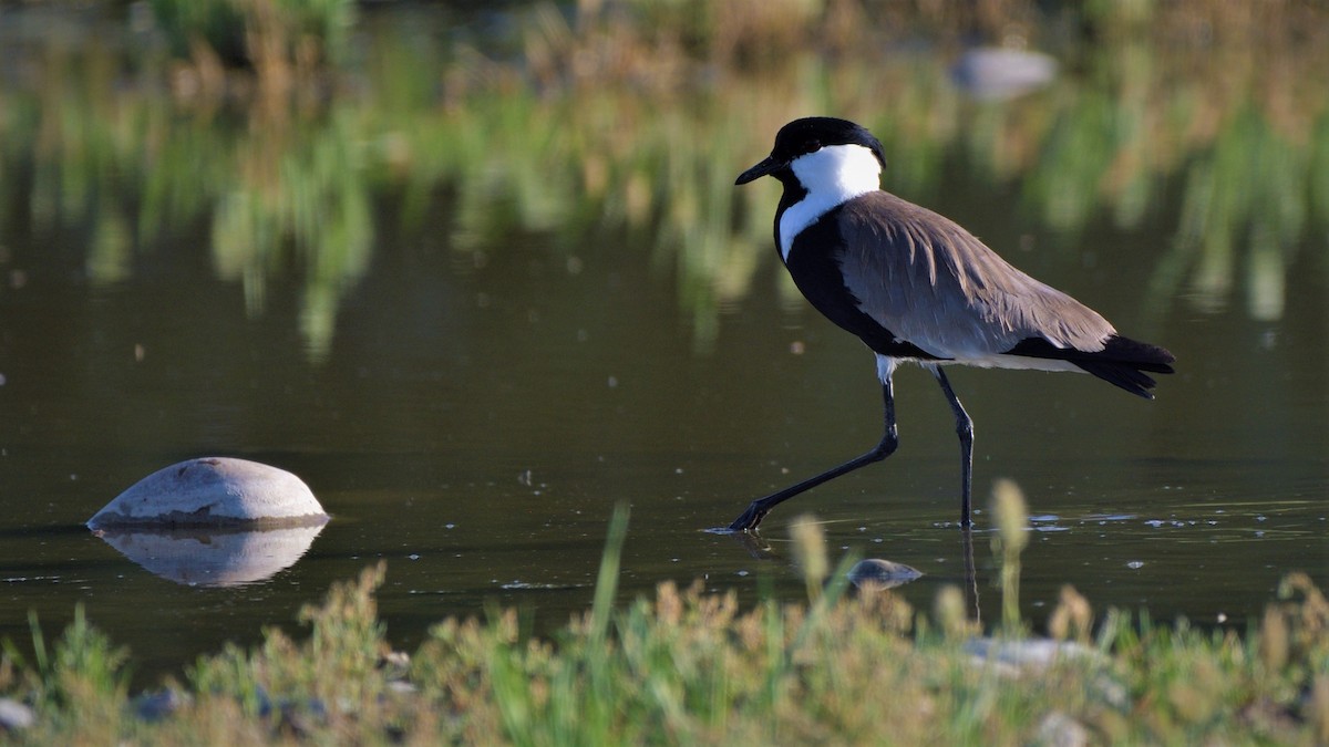 Spur-winged Lapwing - ML454182301