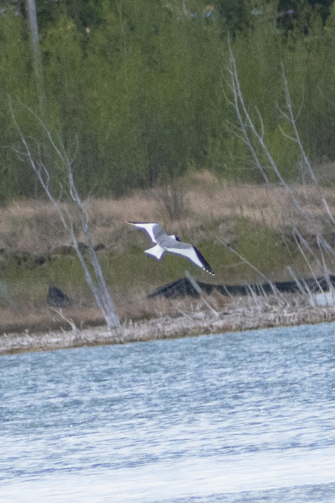 Sabine's Gull - ML454182381