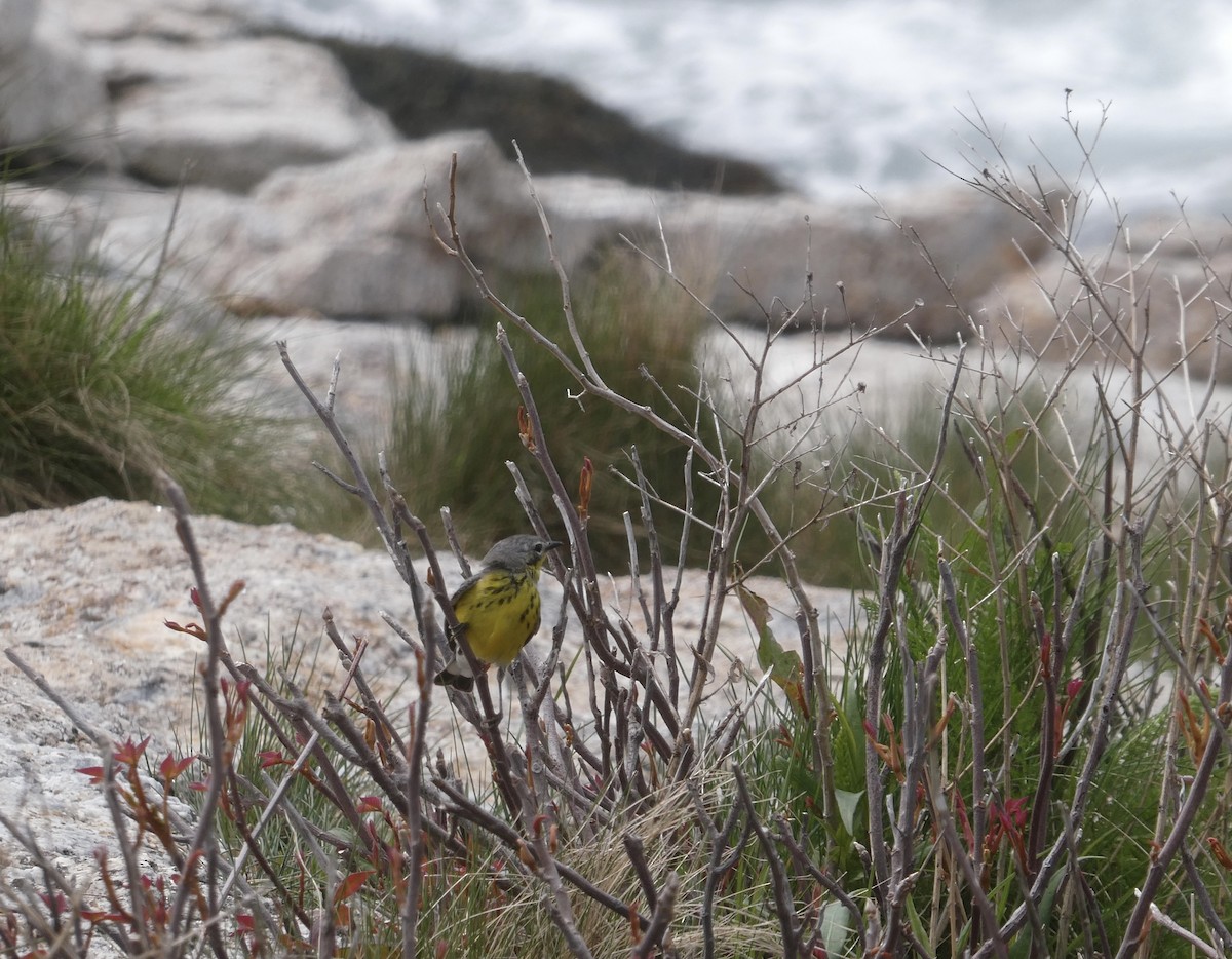 Magnolia Warbler - ML454182491