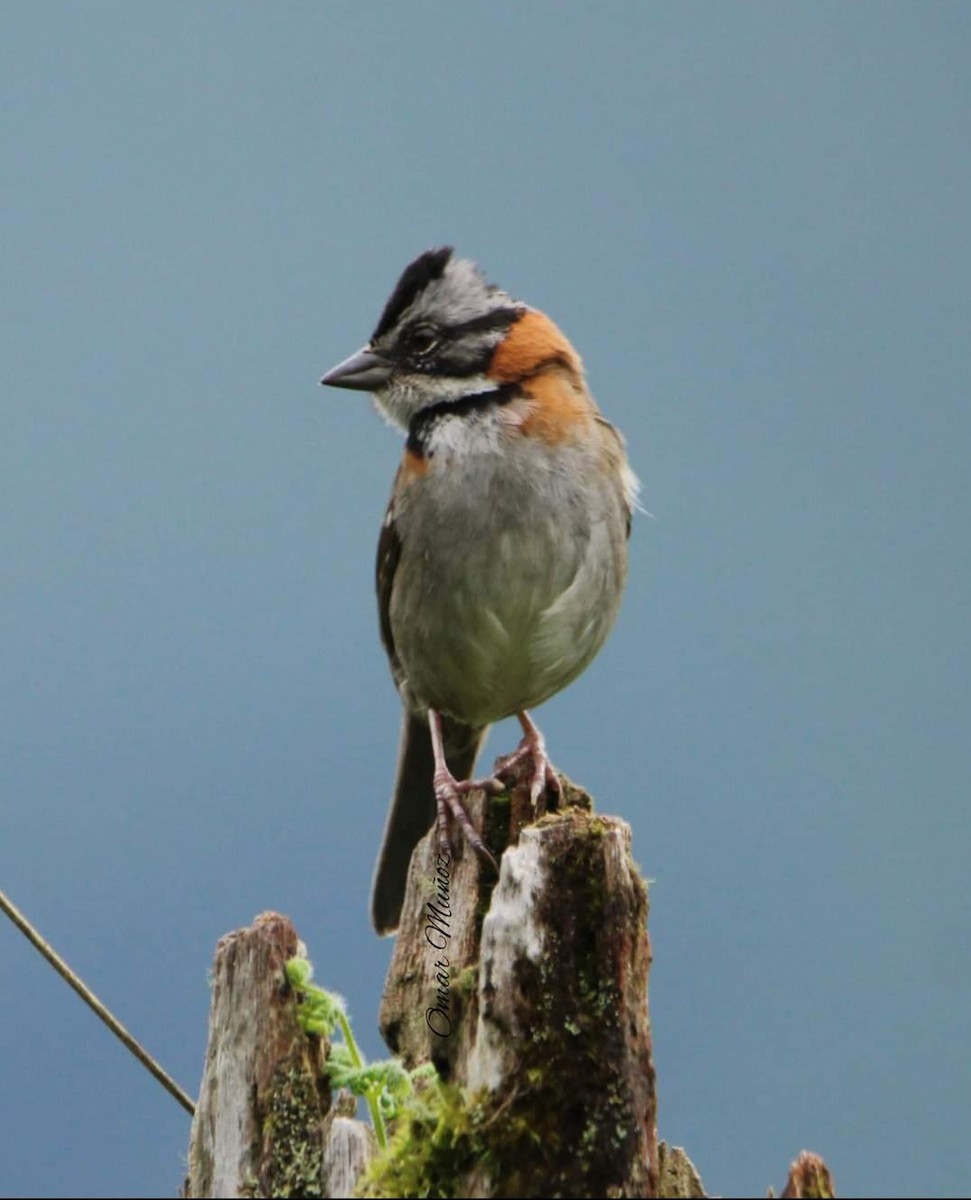 Rufous-collared Sparrow - ML454182621