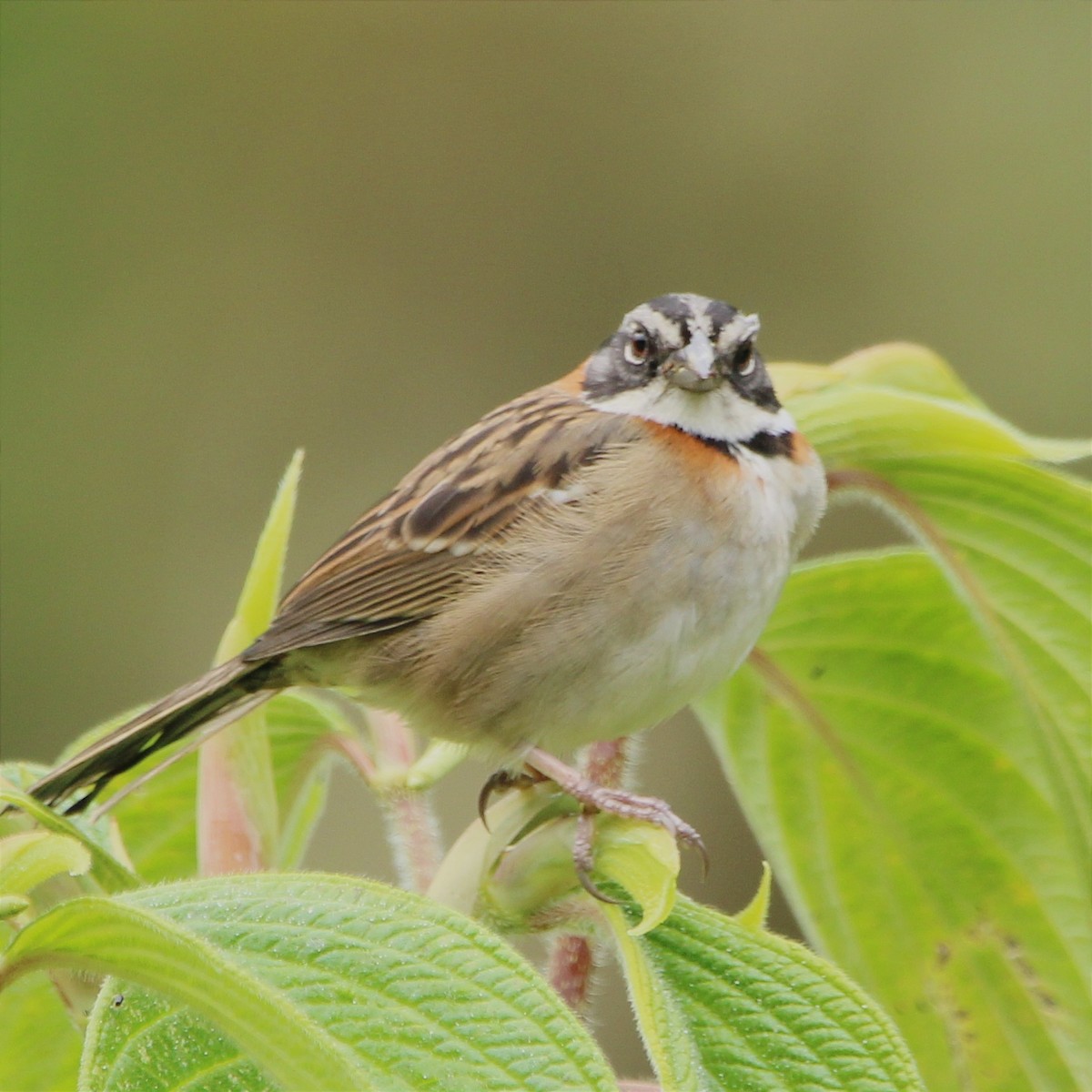 Rufous-collared Sparrow - ML454182651