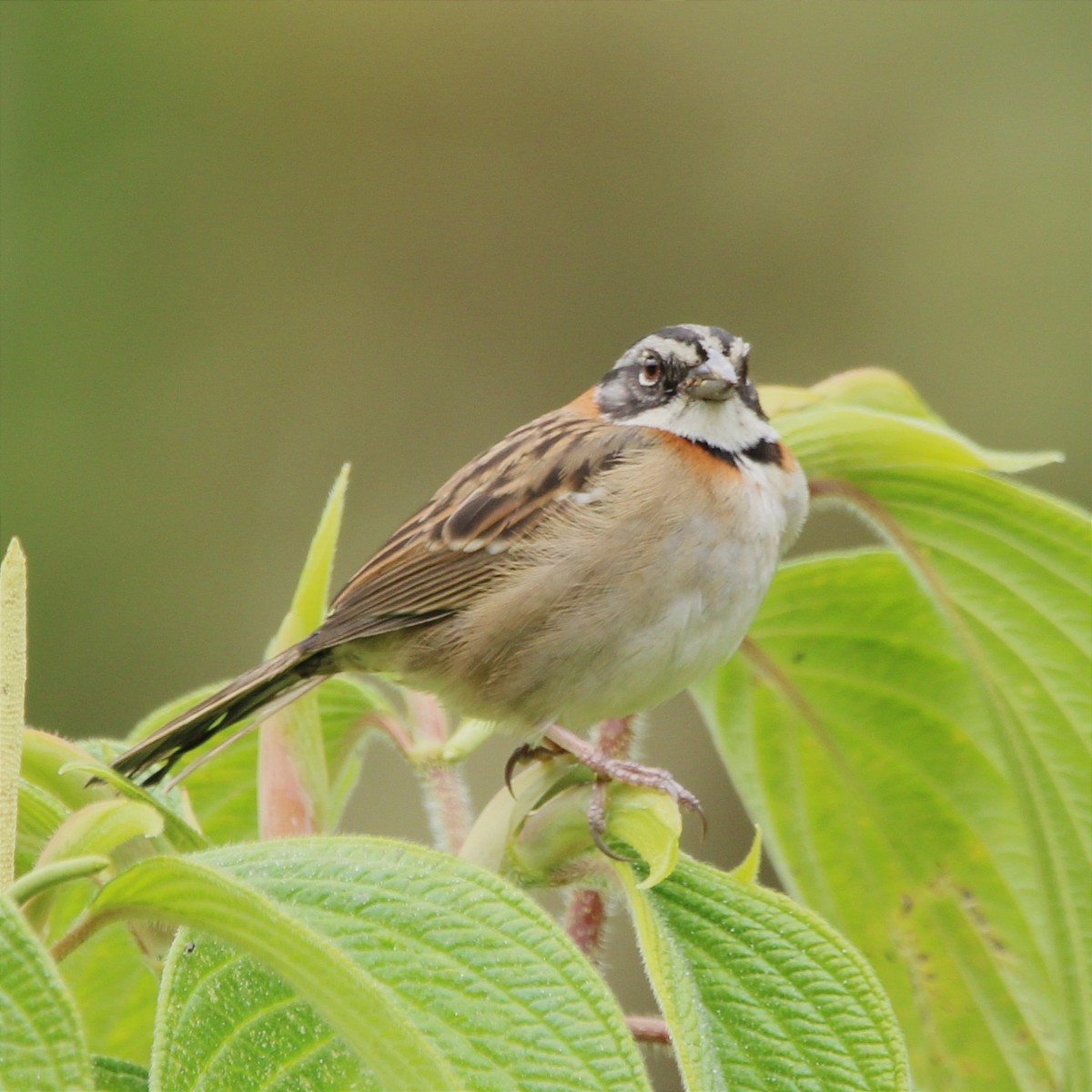 Rufous-collared Sparrow - ML454182661