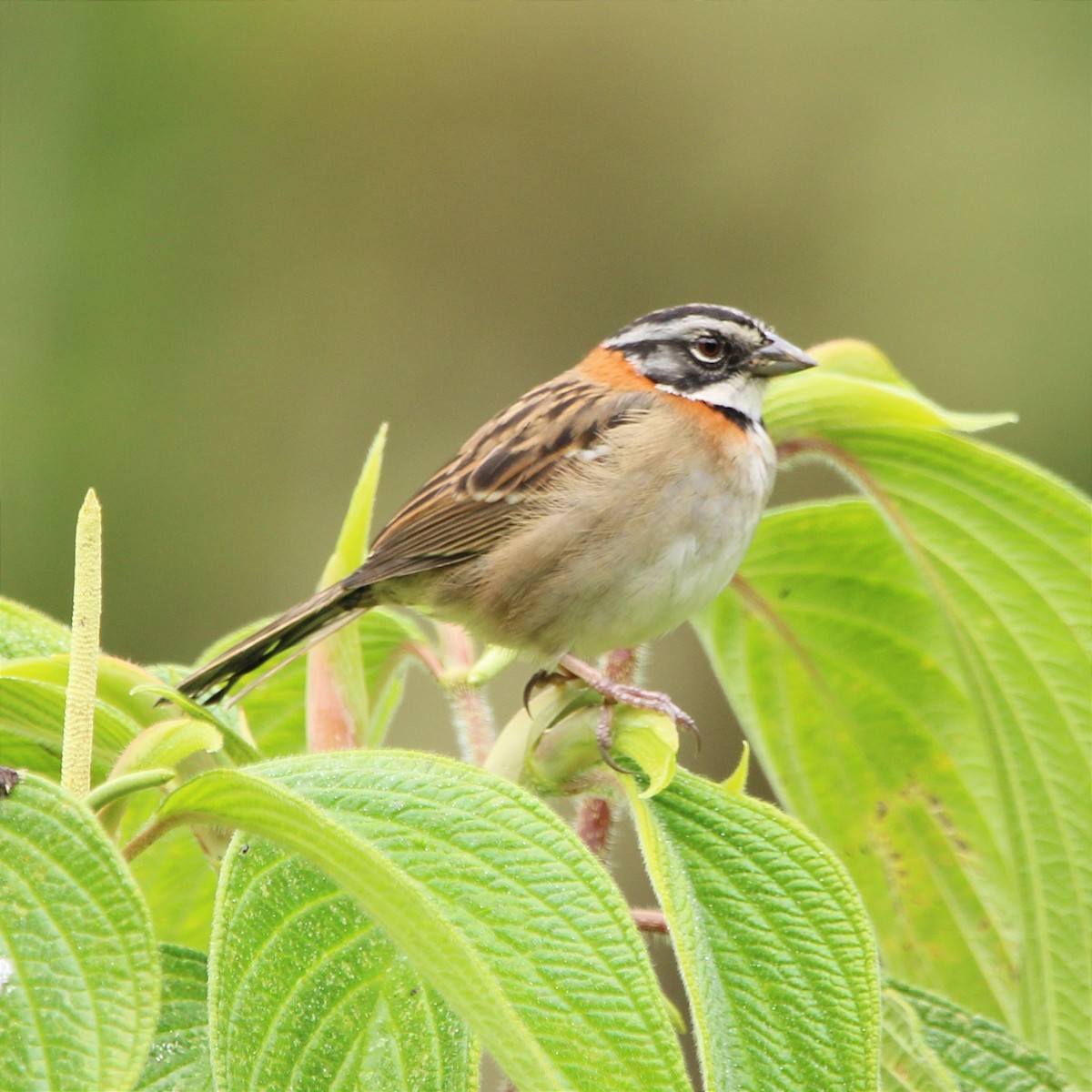 Rufous-collared Sparrow - ML454182681