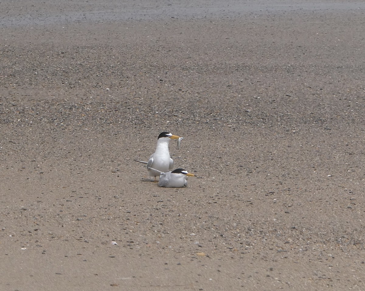 Least Tern - ML454183041