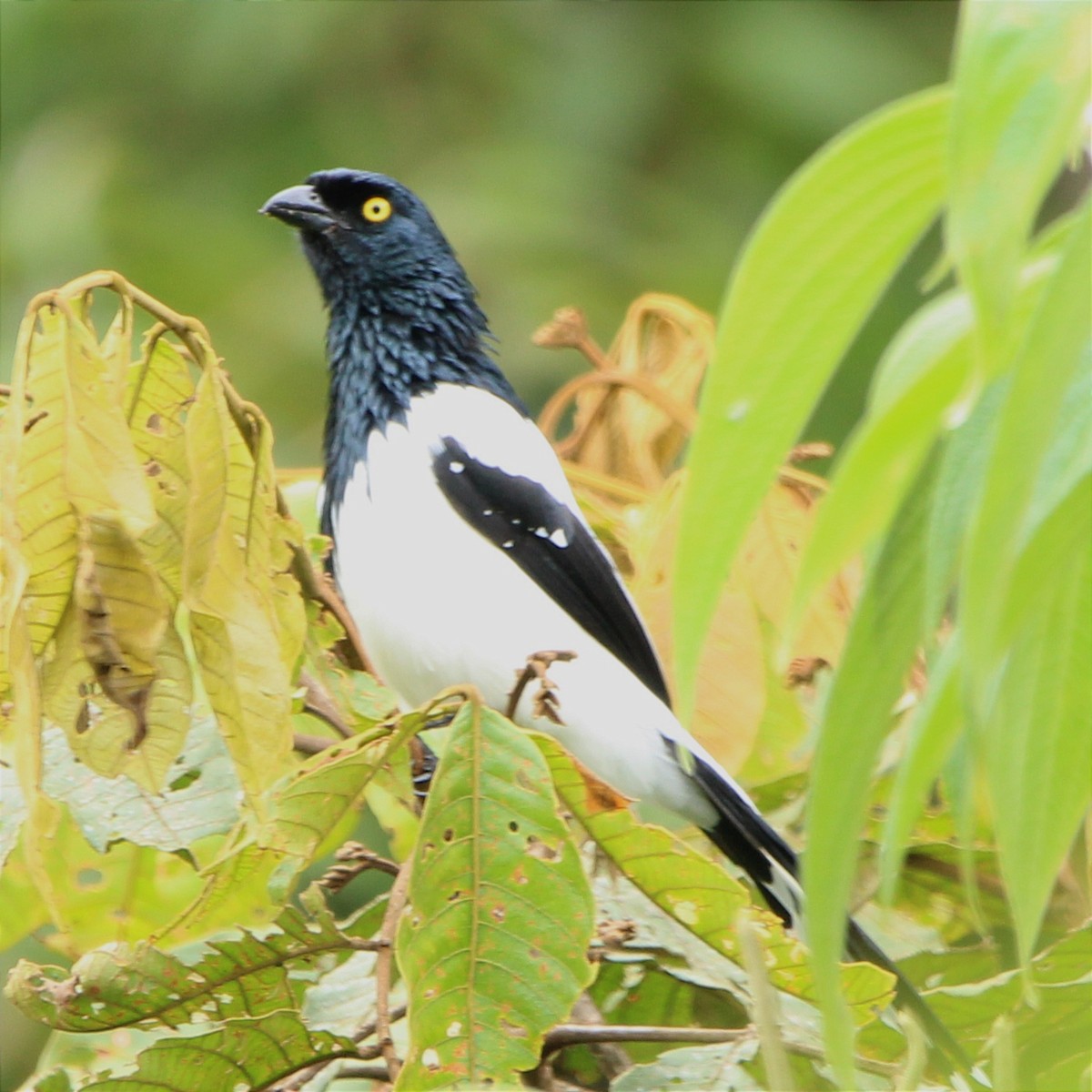Magpie Tanager - ML454183421
