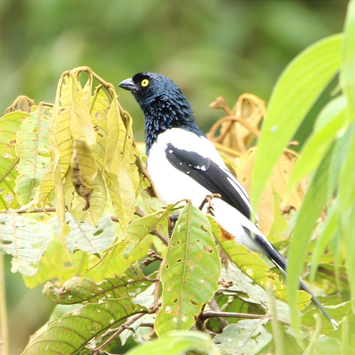Magpie Tanager - ML454183441