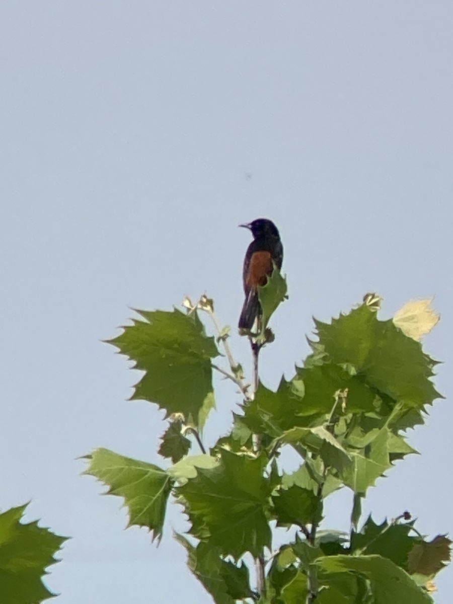 Orchard Oriole - ML454184941