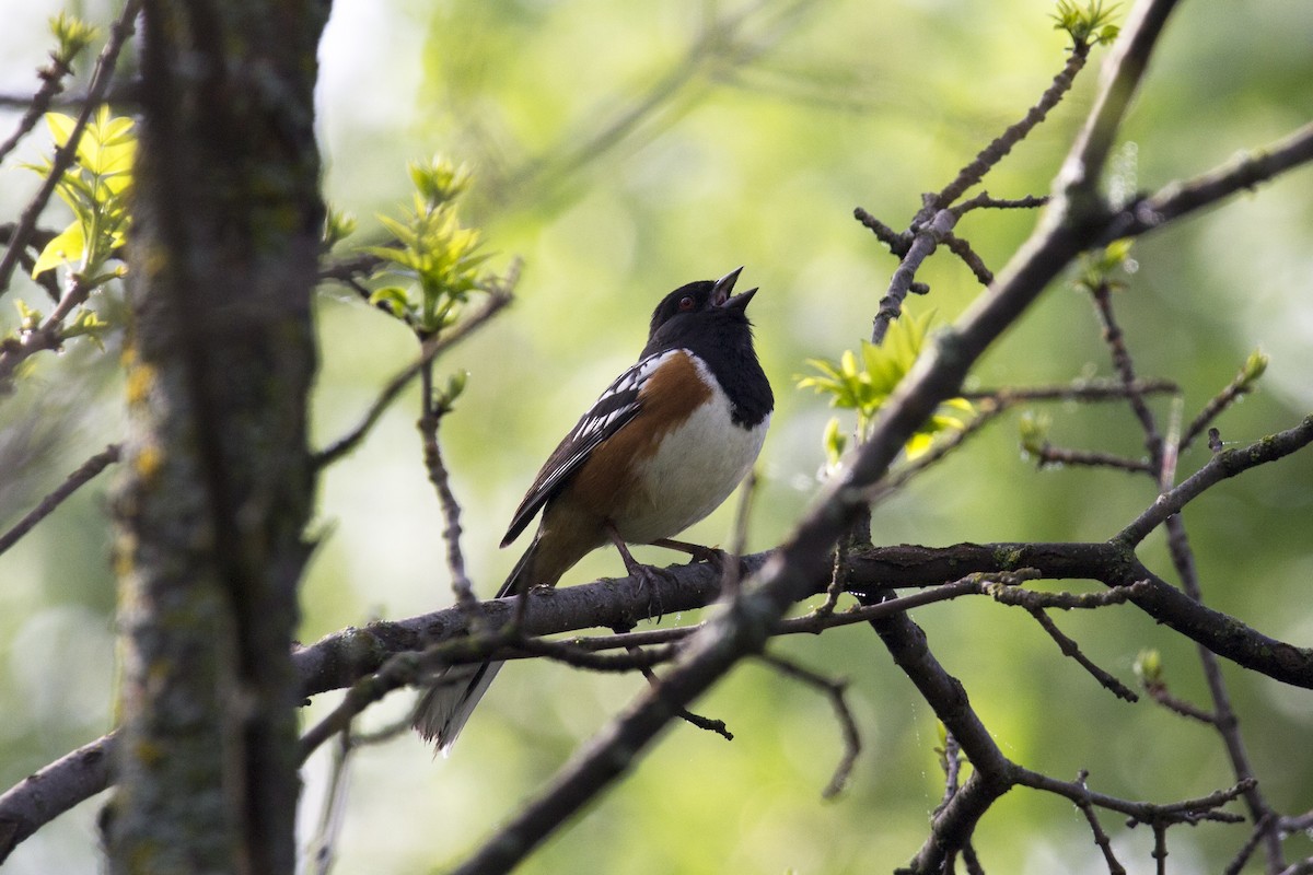 Spotted Towhee - ML454186781