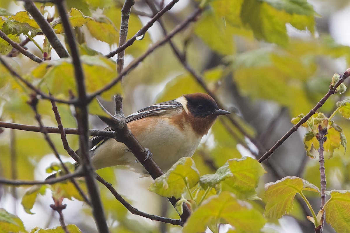 Bay-breasted Warbler - ML454187061