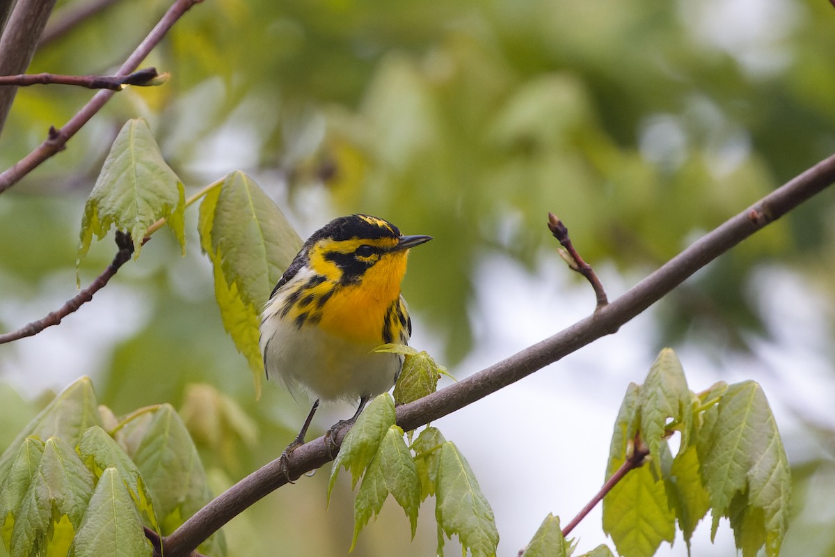 Blackburnian Warbler - ML454187161