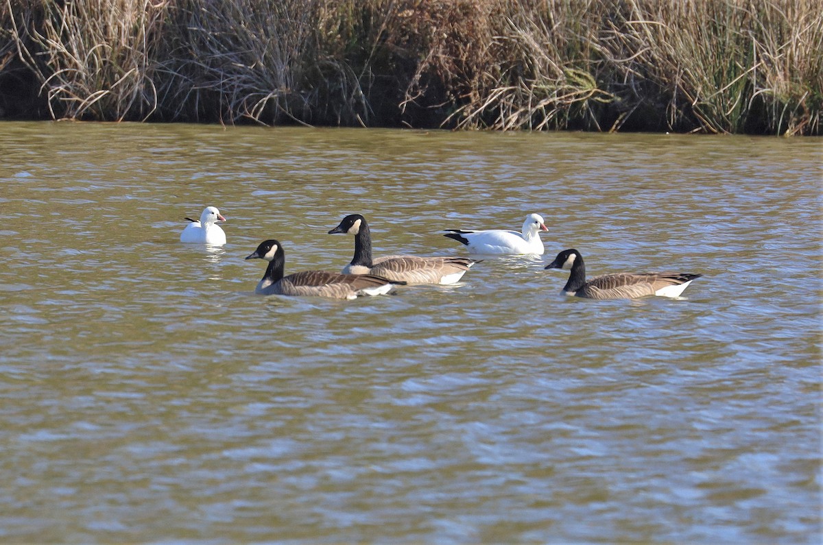 Ross's Goose - ML454187271