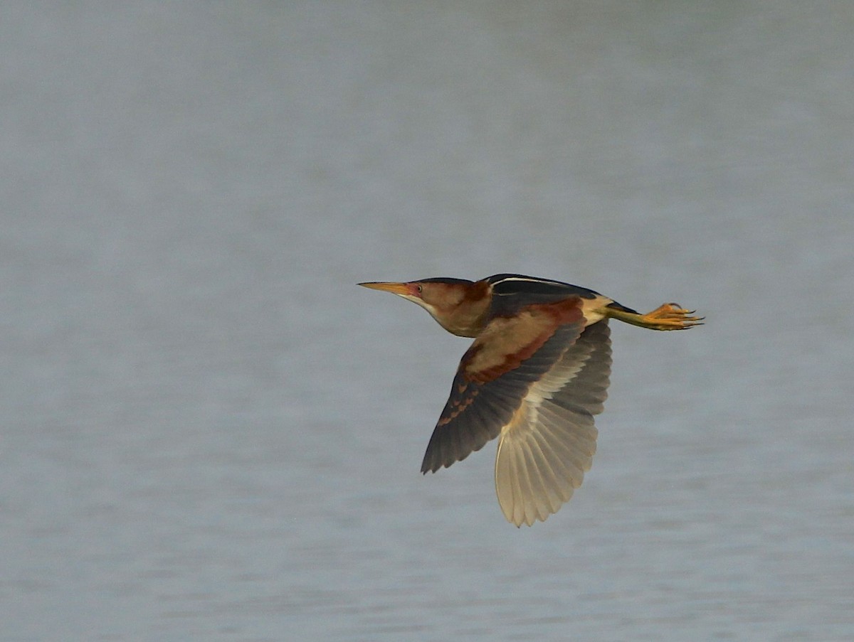 Least Bittern - ML454187331