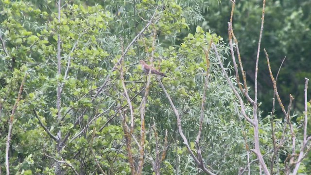 Common Cuckoo - ML454187411