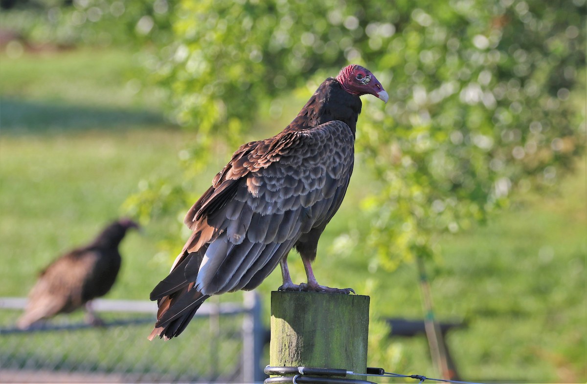 Turkey Vulture - ML454187711