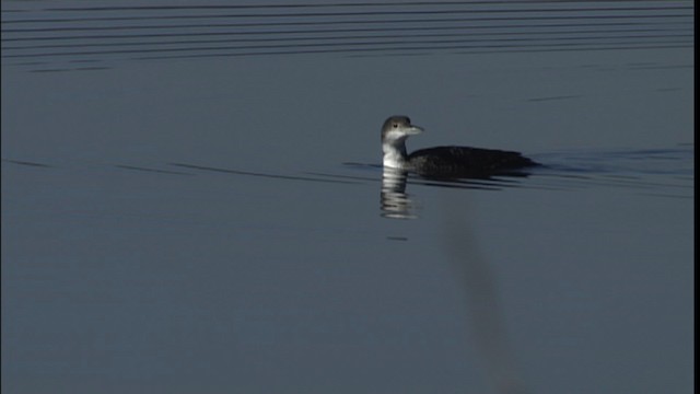 Common Loon - ML454188