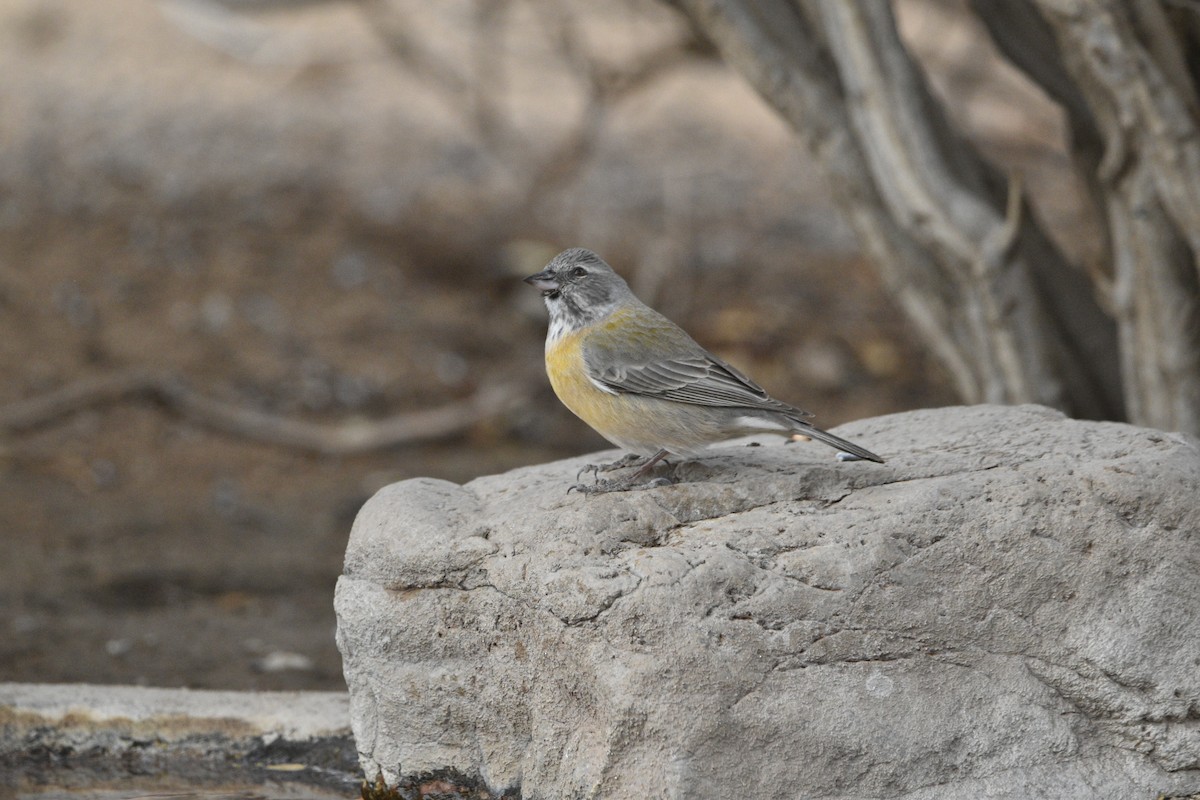 Gray-hooded Sierra Finch - ML454188511