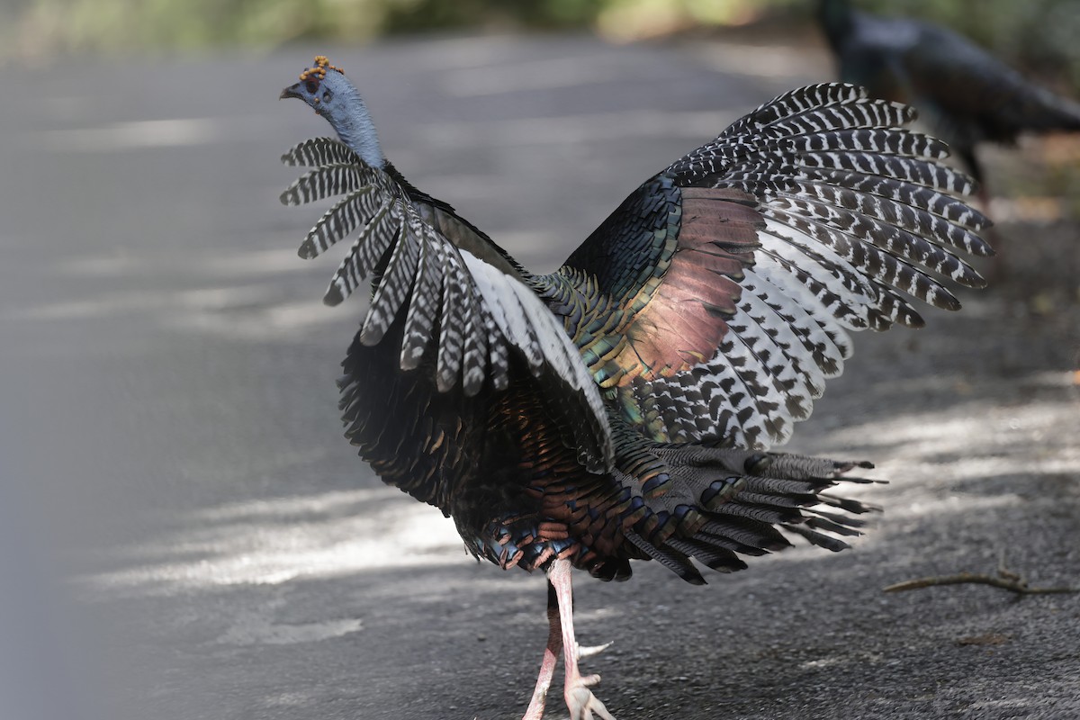 Ocellated Turkey - Jim Stasz