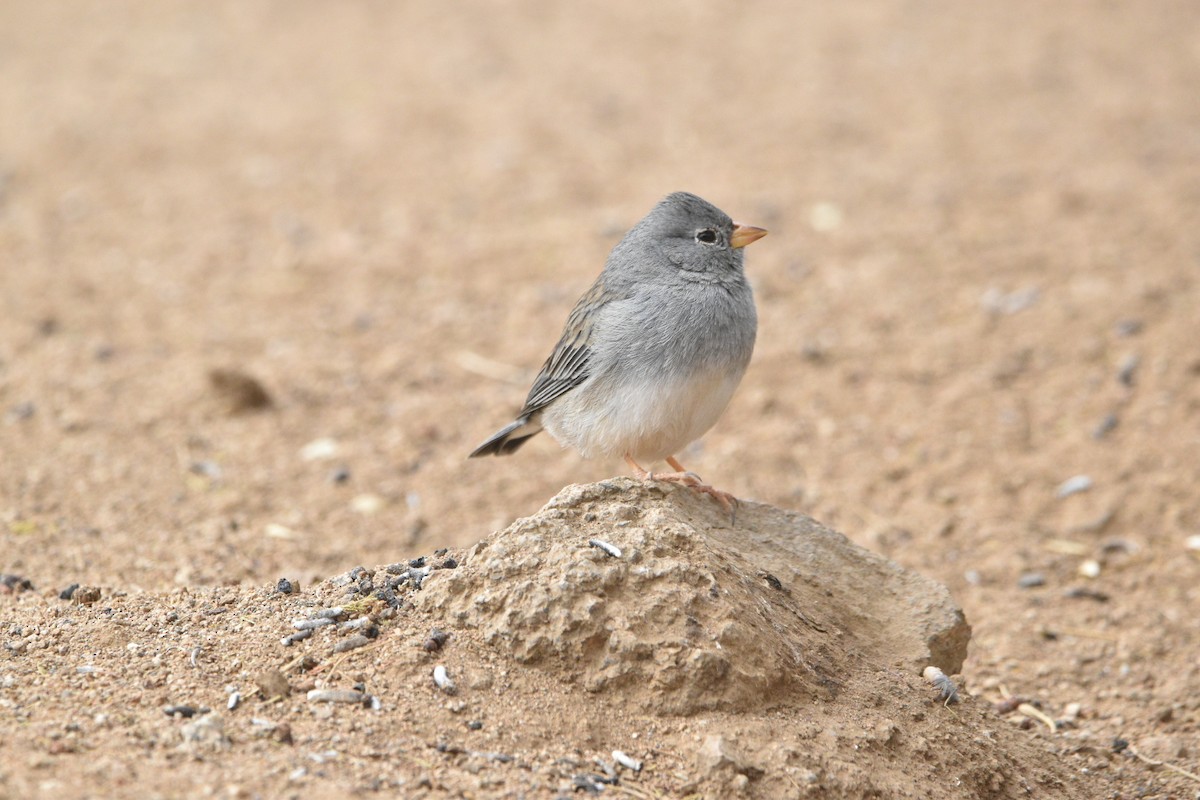 Band-tailed Sierra Finch - ML454188891