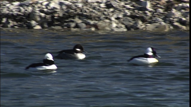 Bufflehead - ML454189