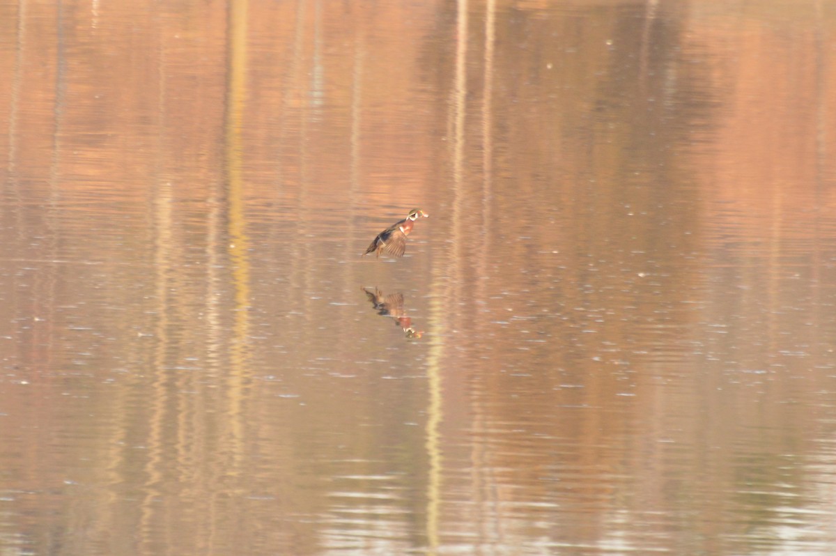 Wood Duck - ML45418951