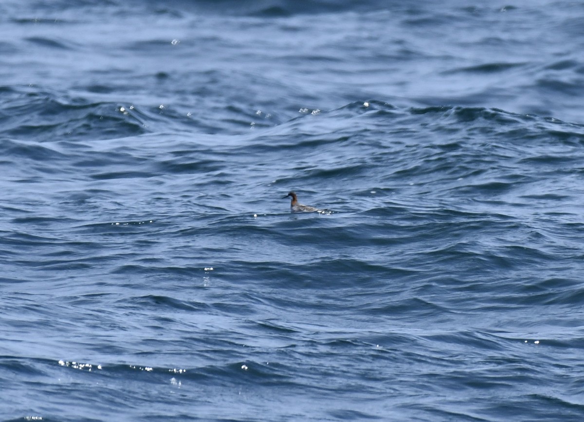 Red-necked Phalarope - ML454190971