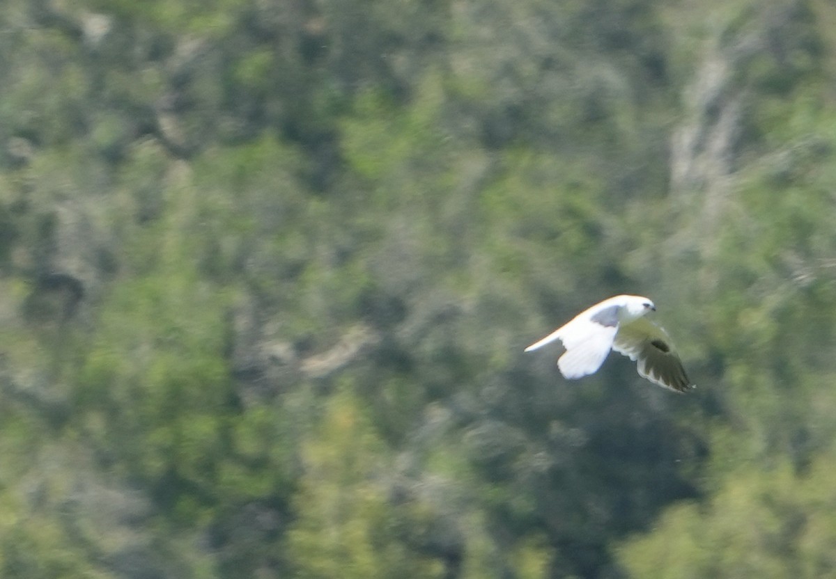 White-tailed Kite - ML454192421