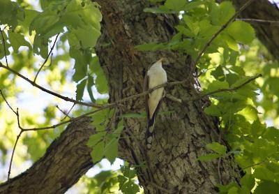 Gelbschnabelkuckuck - ML454193151