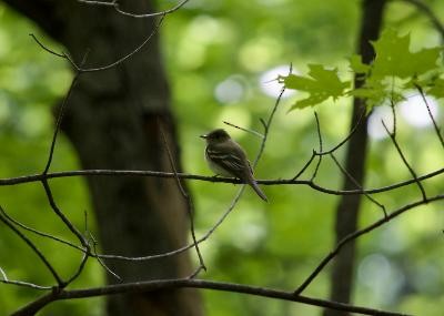Buchenschnäppertyrann - ML454193191