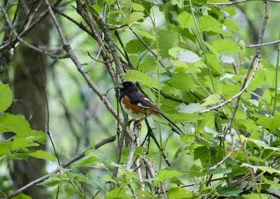 Rötelgrundammer - ML454193221