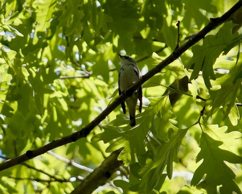 Blauwaldsänger - ML454193321