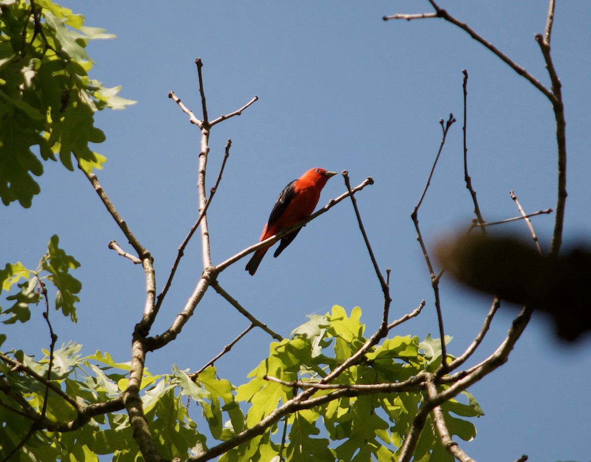 Scharlachkardinal - ML454193381