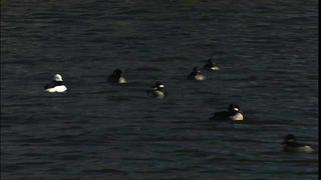 Bufflehead - ML454194