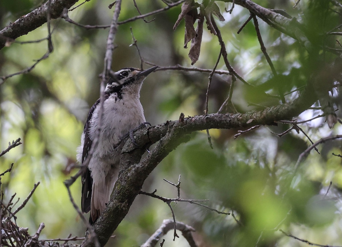 Hairy Woodpecker - ML454194031