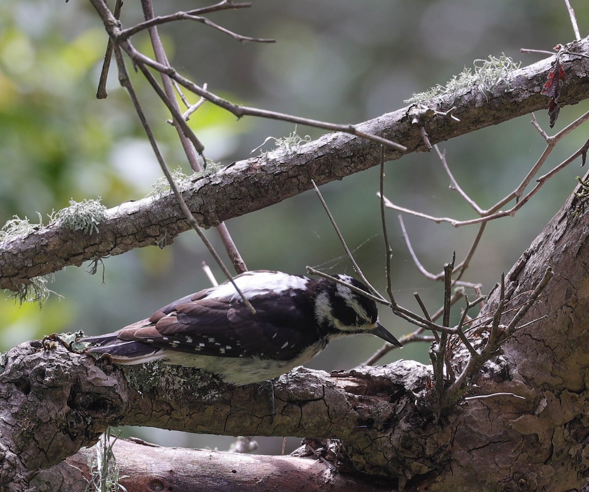 Hairy Woodpecker - ML454194261