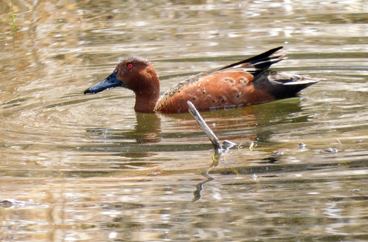 Cinnamon Teal - Kathy Stewart