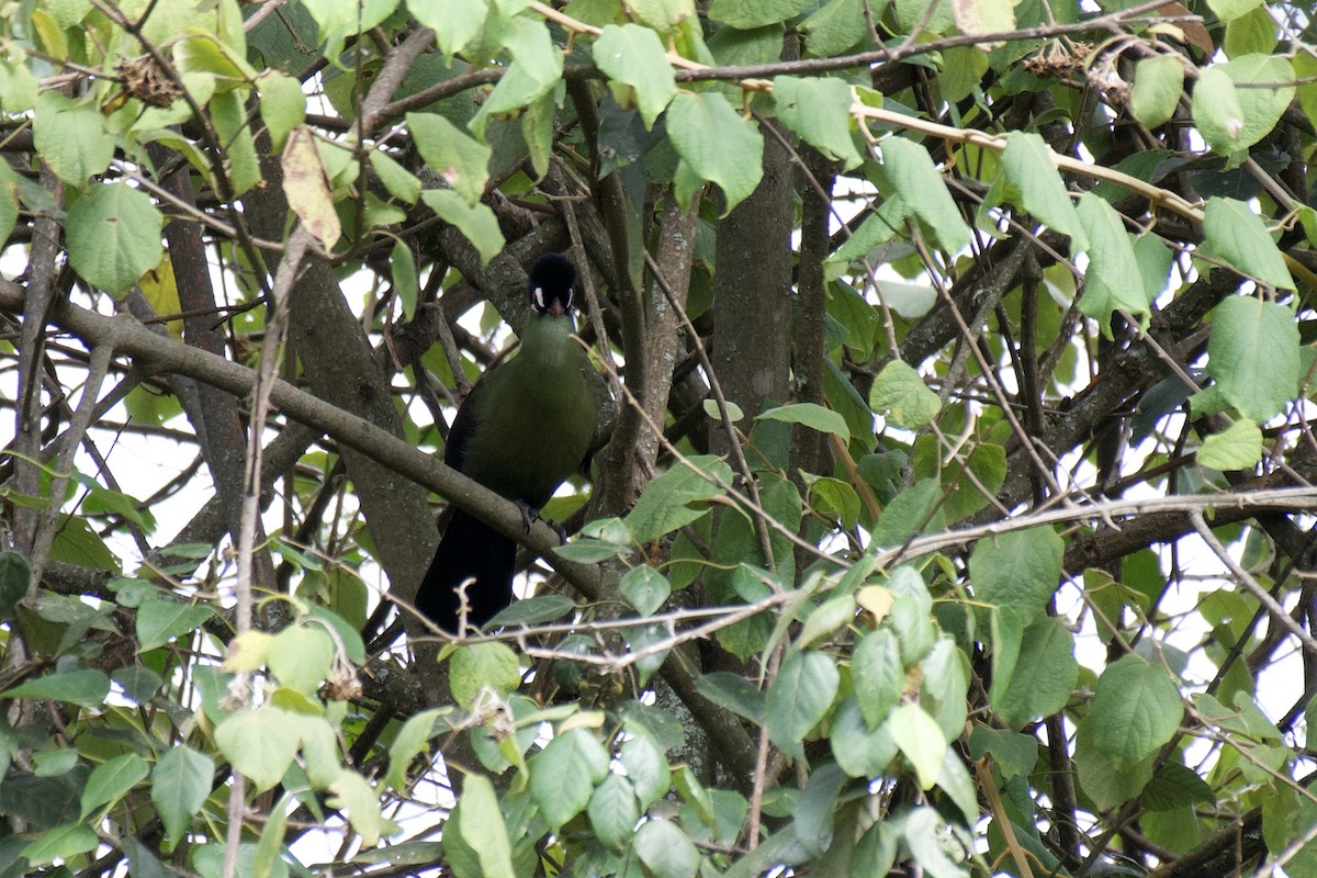 Hartlaub's Turaco - ML454197011