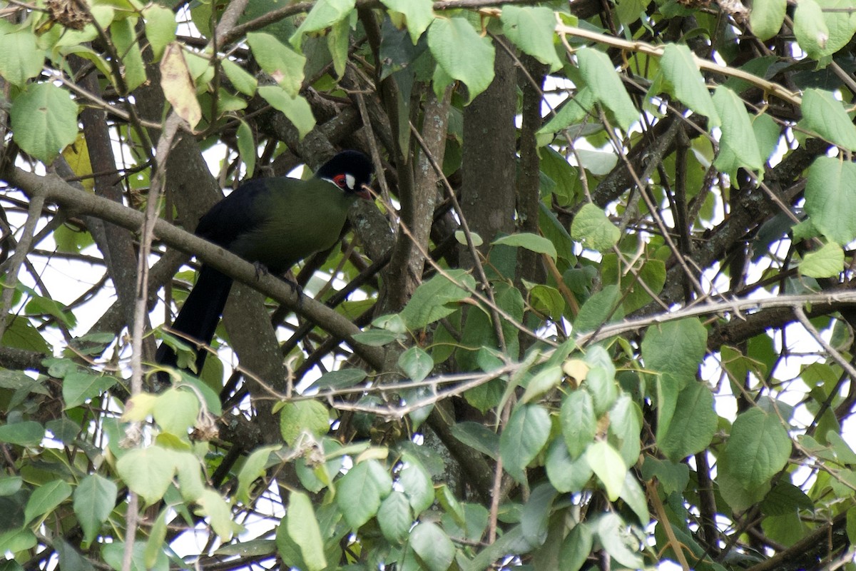 Turaco de Hartlaub - ML454197021